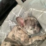 Merle French bulldog
