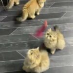 Last boy left ! golden Persian chinchilla full pedigree kittens