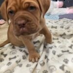 little orange girl Bordeaux READY NEXT WEEK