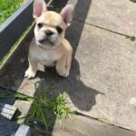 3 male French bulldogs