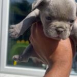French bulldog
