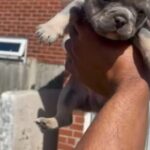 French bulldog