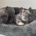 lilac and tan girl and boy ready now