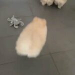 Quality  Pomeranian puppies kc