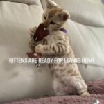 Mink Bengal