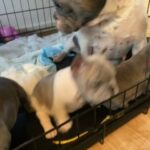 French bulldog