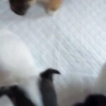 gorgeous Jack Russell puppies