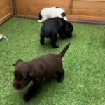 sprocker puppies