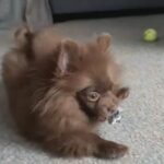 Pomeranian Puppies