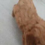 Red Health Tested Cavapoo Puppies