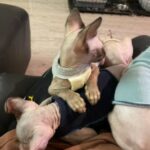 2 Sphynx boys