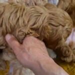 Toy Cockapoos