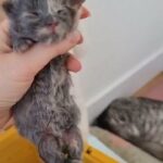 Maine Coon kitten