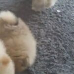 Miss pomeranian kc