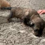Cockachon Puppies (LAST 2 Boy) OPEN TO SENSIBLE OFFERS