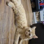 Rare beautiful fluffy ginger female cat