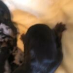 dachshund puppies