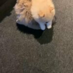 Mr Cream pomeranian boy KC