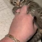 Female Maine coon x Ragdoll