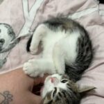 Male Maine Coon x Ragdoll