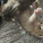 pretty kittens