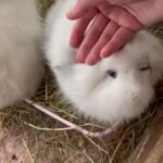 READY NOW - Double Maned Lionheads