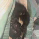 black and ginger kitten for sale.
