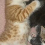 Male ginger tabby kitten for sale
