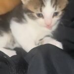 Tabby kitten for sale