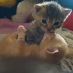 kittens, ready in 4 weeks