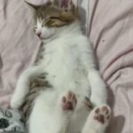 Male Maine Coon X Ragdoll