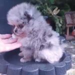 beautiful teddy toy quality Pomeranians
