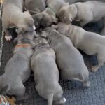READY NOW!!!OLD SCHOOL BLOODLINE AMERICAN BULLY PUPS
