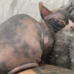 elf sphynx kitten