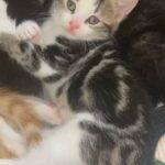Tabby kitten for sale