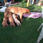 KC registered Labrador puppies