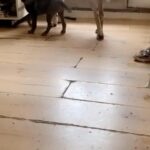 Merle cane Corso puppy