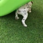KC registered Dalmation puppies