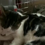 White tabby mix male cat