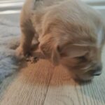 9 DWKC registered gorgeous golden retrievers