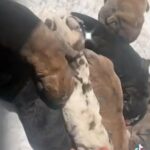 beautiful Saint Bernard/bandog pups