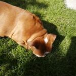 English bulldog female