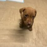 Abkc american bully bargain stunner!
