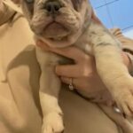 Merle french bulldog