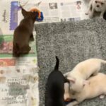 Hiising Smoothcoat Chihuahua’s
