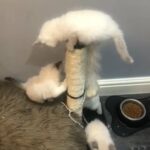 female ragdoll kitten