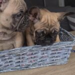 FRENCH BULLDOG KC REGISTERED READY NOW