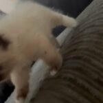1 female chocolate Ragdoll available