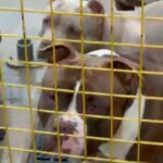 Few dogs available for sale