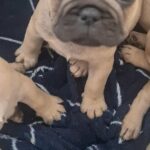 boy lovely french bulldog